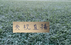 中超第17轮转播计划表 CCTV直播比赛有申花 还有北京国安